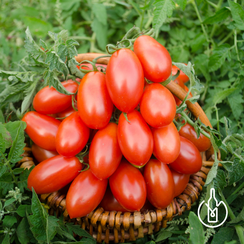 Vegetable - Mini Plum Romantic Piccadilly Tomatoes - 500g/pkt - LPB Market